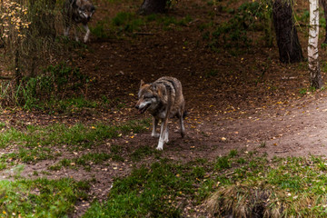 Naklejka premium wolf