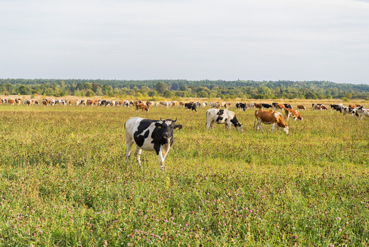 Herd of skewbald cows grazing on sunny meadow
