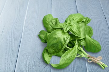 Fototapeta premium Basil.