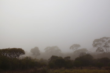 Foggy Australian forest