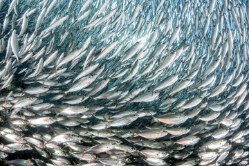 sardine school of fish underwater
