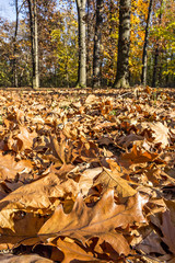 Colorful fallen autumn leaves covering the ground in the park