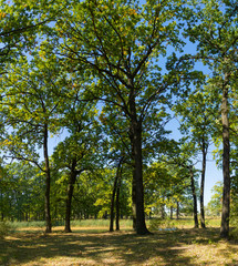 Obraz premium Summer oak park