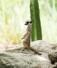meerkat