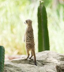 meerkat
