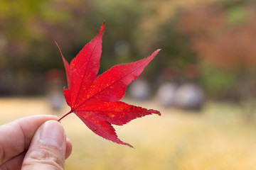 Autumn in a colorful red maple leaf