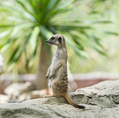 meerkat