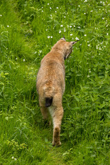 Europäischer Luchs