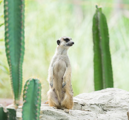 meerkat

