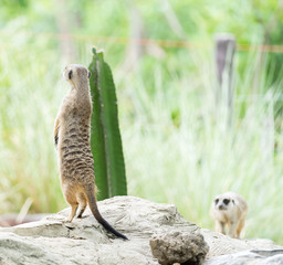 meerkat
