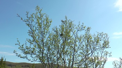 North birch with excrescence "witch's broom" against the blue sky a bright sunny summer day.