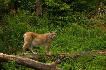 Europäischer Luchs