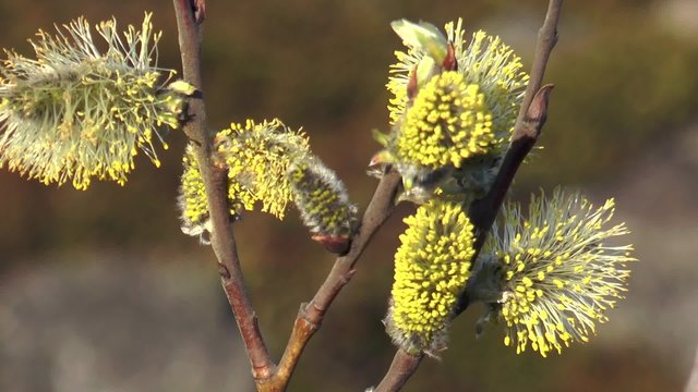 Yellow fluffy willow buds blossoming close-up, trembling in the wind on a sunny spring day.