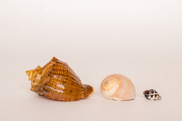 Seashell on a white background