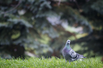 Pigeon looking at camera
