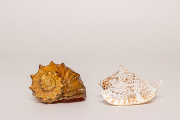 Seashell on a white background