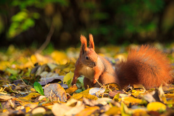 Red squirrel in park