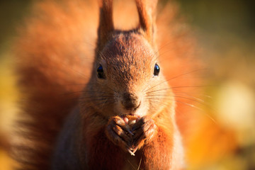 Red squirrel in park