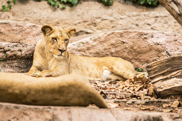 Wild lion lying on ground