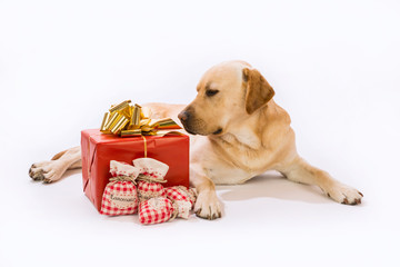 Labrador miele con regalo di Natale su sfondo bianco