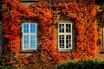 Fototapeta na wymiar autumn leaves with two white windows on old facade