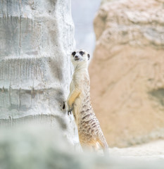 meerkat