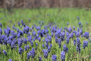 Purple flowers on green grass