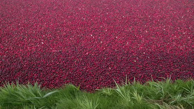 Floating Cranberries Ready for Harvest. Cranberries float on the surface of a cranberry field flooded for harvesting. Dolly shot.
