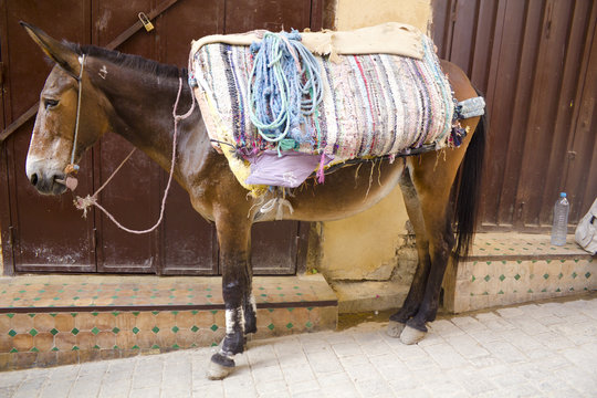 Funny mule in Fez
A funny mule is carrying some stuff in a bazaar of Fez, Morocco