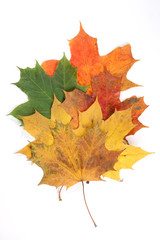 Autumn leaf on white background