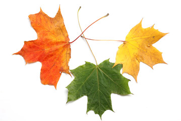 Autumn leaf on white background