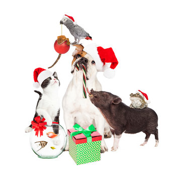 Funny Christmas Pet Compositie
