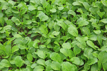 Fototapeta na wymiar green radish sprouts in growth at vegetable garden