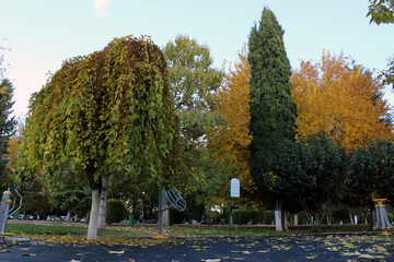 trees and sports fields