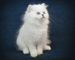 Fototapeta na wymiar British kitten sitting on the blue background