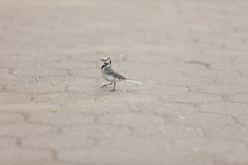 little birdie on asphalt