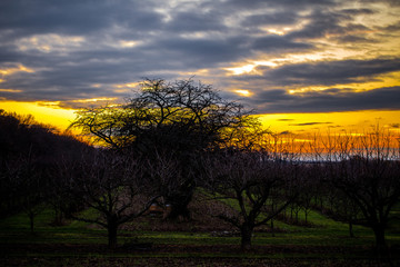 Obstb&auml;ume am Winterabend in der N&auml;he von Mainz