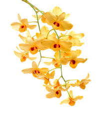 Yellow orchid isolate on white background.