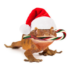 Funny Lizard Eating Christmas Candy Cane