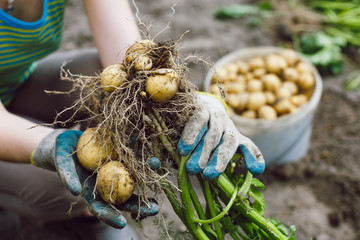 harvesting fresh bush unwashed organic potatoes