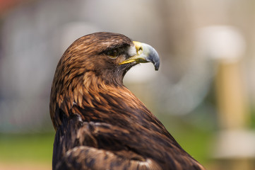Golden Eagle  angle profile view