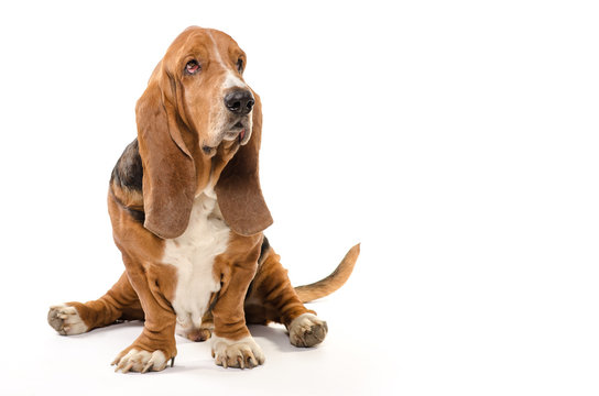 Basset Hound dog sitting on the white background and looking to the side