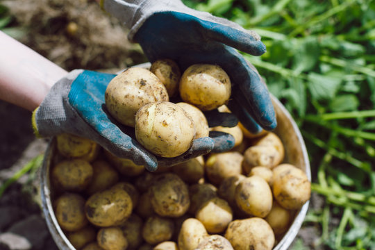 fresh unwashed potatoes in hands
