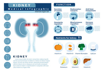 medical infographic of kidney's function and nutrients that benefit for
