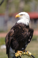 Bald Eagle profile perched