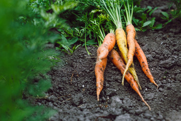 Harvest of fresh orange organic carrots on soil