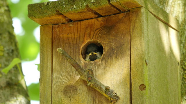 great tit (parus major) looking out from nesting box closeup 4K UHD