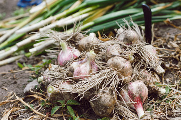 Fresh bulbs of garlic from the recent harvest are lying on the ground