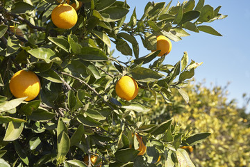 Orange tree