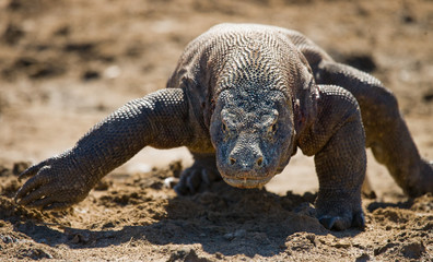Komodo dragon is on the ground. Interesting perspective. The low point shooting. Indonesia. Komodo National Park. An excellent illustration.